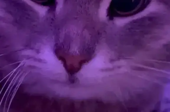 Пропала кошка, Набережная 53, Абдулино