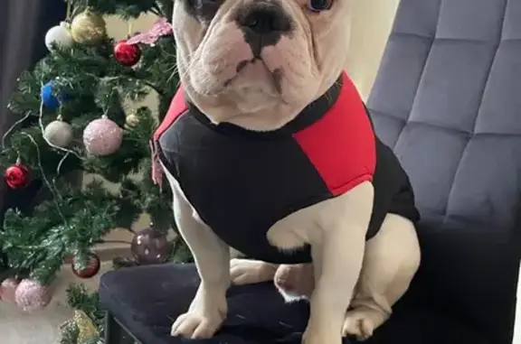 Собаки потеряшки, , фото: Потеряшка собака, Анапа, Краснодарский край