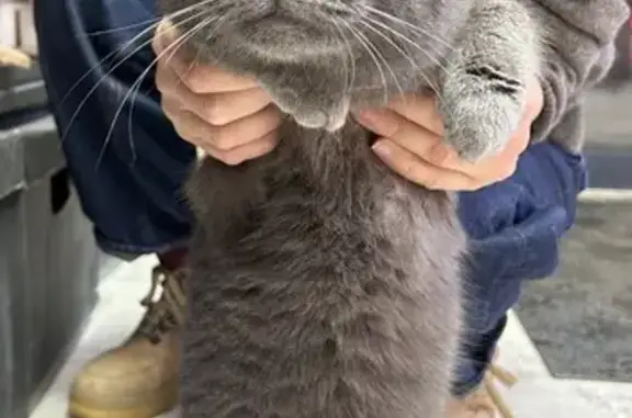 Найдена кошка, Тюмень, фото: Найдена кошка, ул. Республики, 203, Тюмень