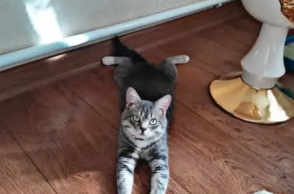 Пропала кошка, проезд Пугачёва 61, Краснодар