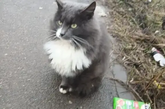 Найдена кошка, Чебоксары, фото: Кошка найдена: Декабристов 17, Чебоксары