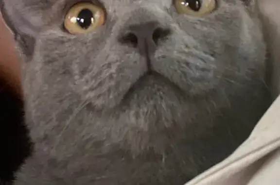 Пропала кошка, ул. Дружбы, 32Б, Кызыл