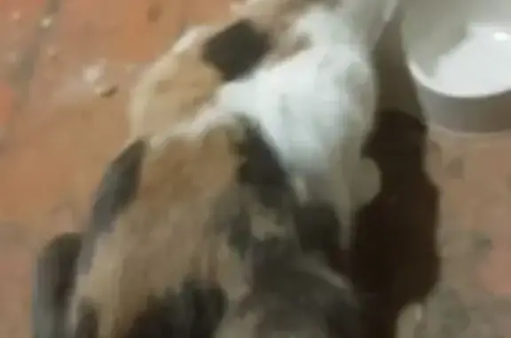 Пропала трёхцветная кошка, Садовая 3, Уфа