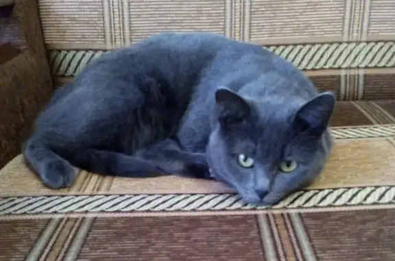 Пропала кошка, Репино, Панорамная 75