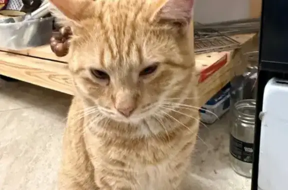 Найдена кошка, Казань, фото: Рыжий кот найден: Коломенская 17, Казань