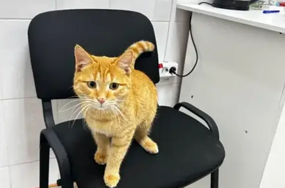 Найдена кошка, Новочебоксарск, фото: Найдена кошка, ул. Винокурова, 78