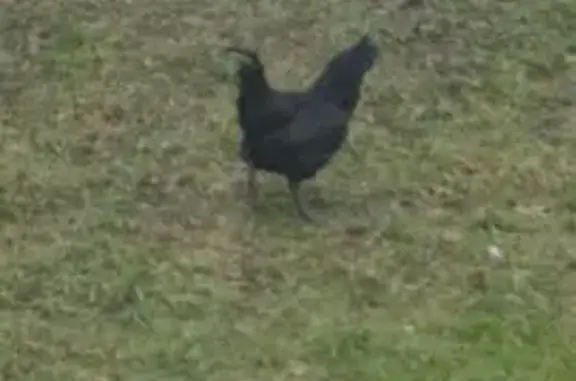 Черный петух на Лесной, 12, Кр...