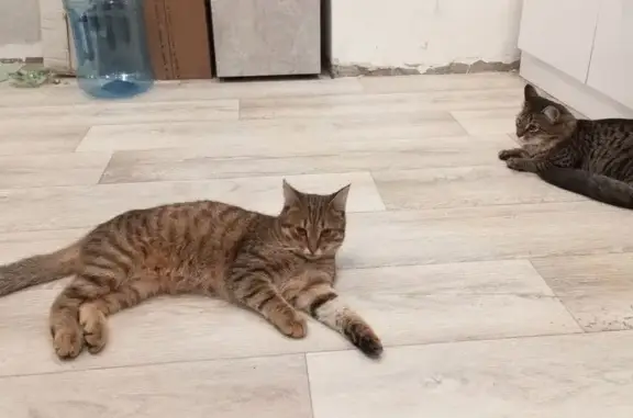 Найдена кошка, Оренбург, фото: Кошка найдена: Фронтовиков 10/4, Оренбург