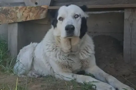 Пропала собака, Бурятия