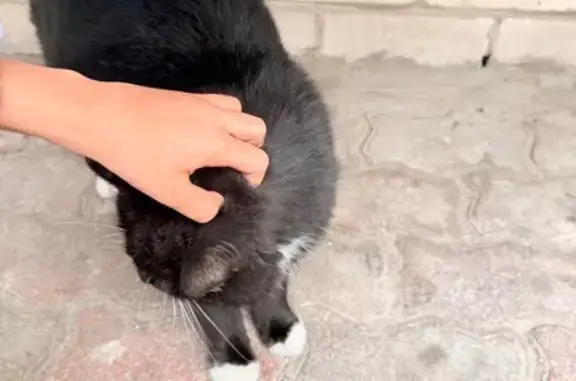 Найденные животные Ставрополь, фото: Найдена кошка, ул. Доваторцев 90/5