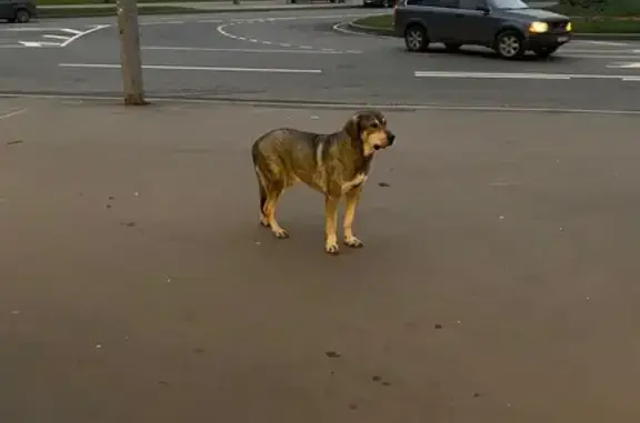 Найдена собака, Москва, фото: Собака найдена: ул. Яблочкова, 36, Москва