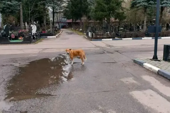 Найдена собака, Москва, фото: Найдена собака, Новосходненское шоссе, 1