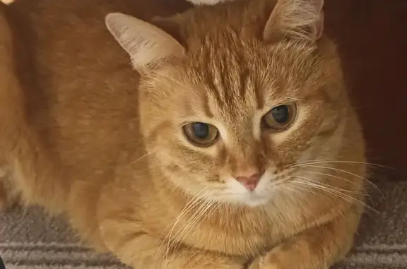 Кошки потеряшки, Череповец, фото: Потеряшка кошка, ул. Беляева 35, Череповец