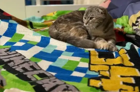 Пропала кошка, Бурзянцева 17, Оренбург