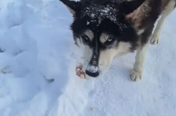 Найдена собака, Новосибирск, фото: Собака найдена на ул. Громова, Новосибирск