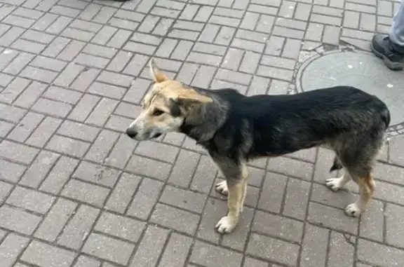 Найдена собака, Калуга, фото: Собака найдена: ул. Гагарина, 1А, Калуга