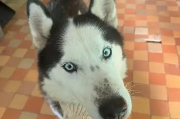 Найдена собака, Новосибирск, фото: Найдена хаски, ул. 25 лет Октября, НСК
