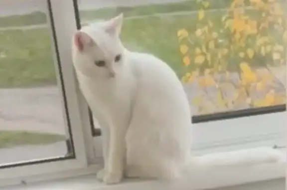 Кошки потеряшки, Красноярск, фото: Потеряшка белая кошка, ул. Красной Армии 14