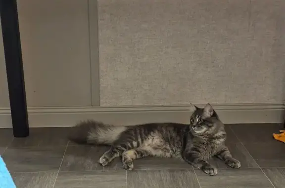 Пропала кошка, пр. Чекистов 34, Краснодар