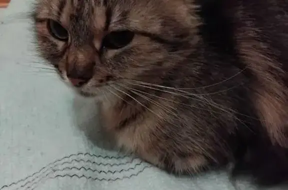 Найдена кошка, Минск, фото: Кошка найдена: пр. Рокоссовского 96, Минск