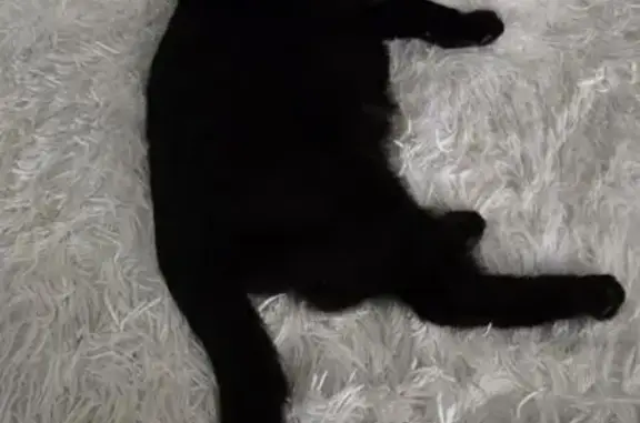 Пропала кошка, ул. Маяковского, 47, Сургут