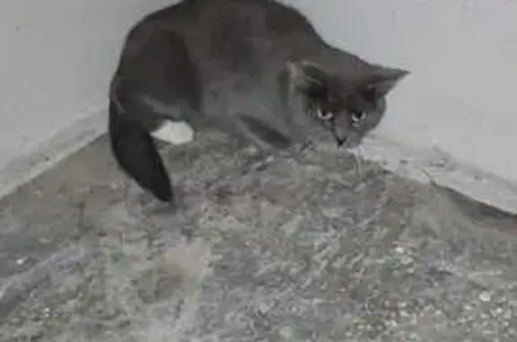 Найдена кошка, Екатеринбург, фото: Кошка найдена: Опалихинская, 18, Екб