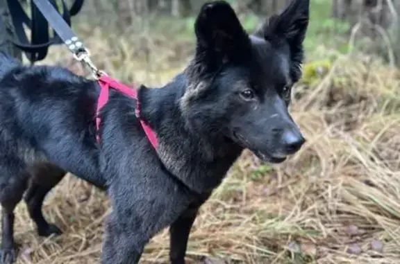 Найдена собака, Балашиха, фото: Найдена собака, Балашиха, Яганова 3