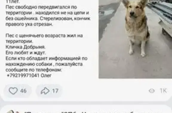 Пропала собака, ул. Первого Мая, Красное Село