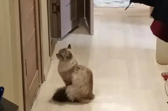 Пропала кошка, Северная улица, Уральский