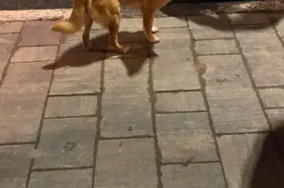 Найдена собака, Сергиев Посад, фото: Собака найдена: пр. Красной Армии, Сергиев Посад