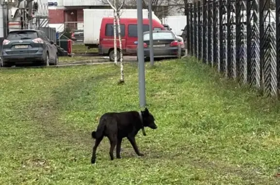 Найдена собака, Москва, фото: Черная собака найдена, Салтыковская ул.