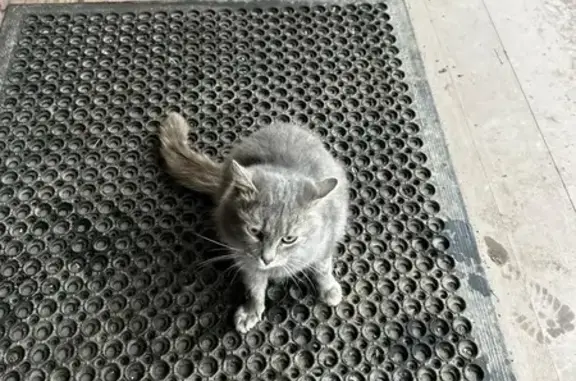 Пропала кошка, Красноармейская 1, Орёл