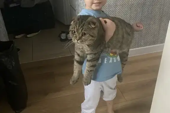 Пропала кошка в Гуково, Ростовская обл.