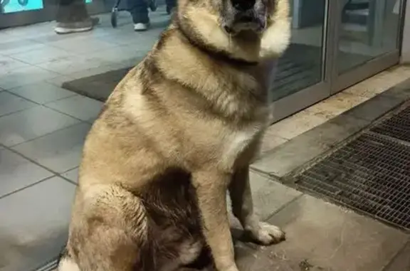 Найдена собака, Нижний Новгород, фото: Собака найдена: Сормовское шоссе, НН