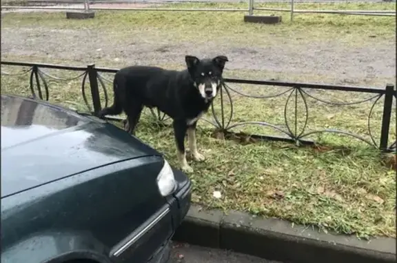 Найдена собака, Санкт-Петербург, фото: Собака найдена у Ленинский пр. 100, СПб