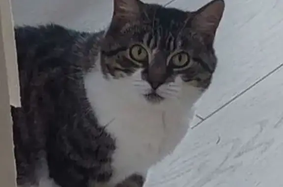 Пропала кошка, СПб, пр. Жукова, 54 к6