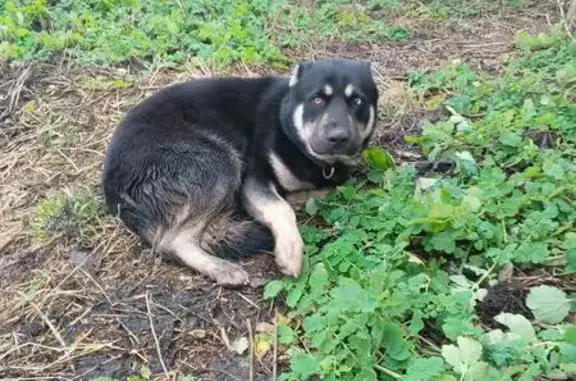 Найдена собака, Липецкая область, фото: Собака найдена в Черном, Липецкая обл.