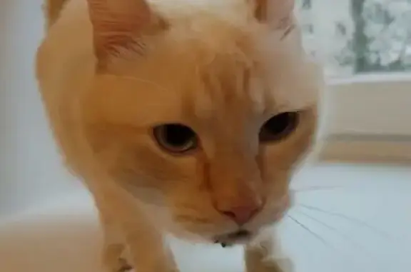 Найдена кошка, Владимир, фото: Кот найден на ул. Чайковского, 46А, Владимир