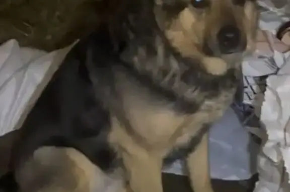 Пропала собака, ул. Челюскина, Казань