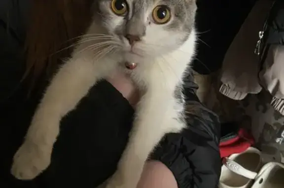 Найдена кошка, Ростов-на-Дону, фото: Кошка найдена: ул. 2-й Пятилетки, 10/1