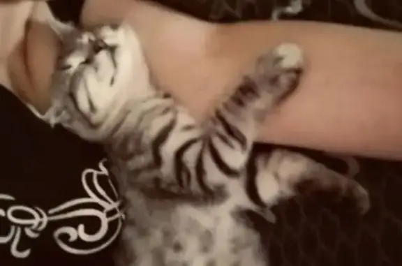 Пропал котик, ул. Молодогвардейцев, 23