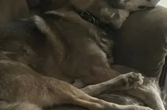 Собаки потеряшки, Красная Горка Снт, фото: Потеряшка собака на Угловой, 3, Красная Горка