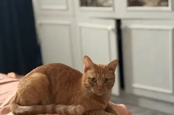 Пропала кошка, Иркутск, ул. 29