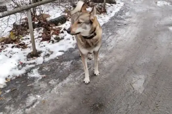 Найдена собака, Петрозаводск, фото: Собака найдена: Загородная 22, Петрозаводск