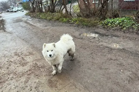 Собака найдена: ул. Гафури, 83А, Уфа