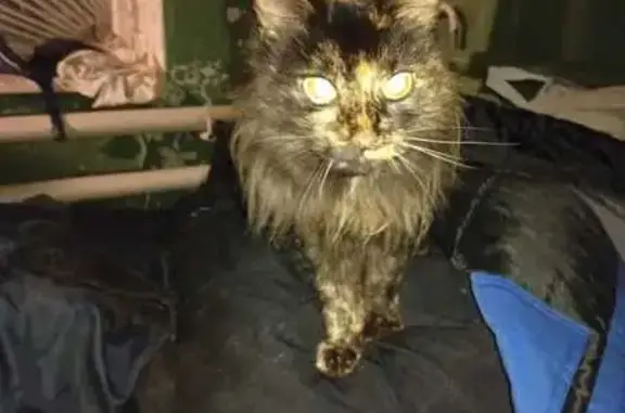 Найдена кошка, Чебоксары, фото: Кошка найдена, ул. Б. Хмельницкого, 75