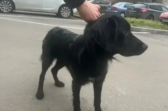 Найдена собака, Лобня, фото: Собака найдена: Авиационная ул., Лобня