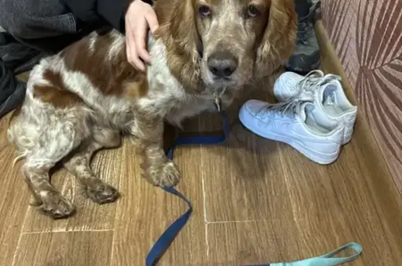 Найдена собака, городской округ Батайск, фото: Собака найдена: ул. Энгельса, 188, Батайск