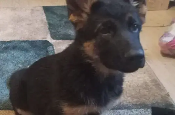 Пропала собака, Зелёная 53А, Домодедово