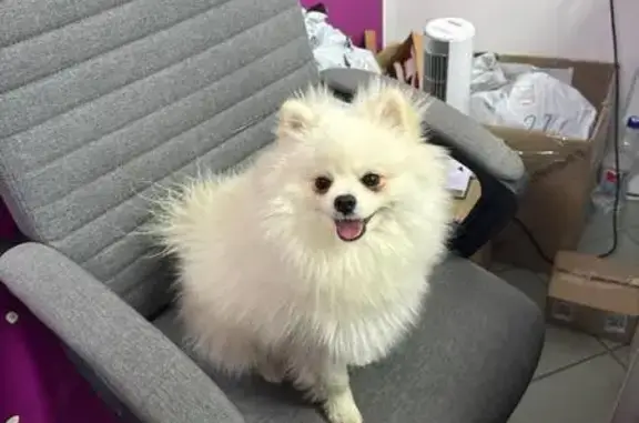 Пропала собака, ул. Островского 65, Геленджик